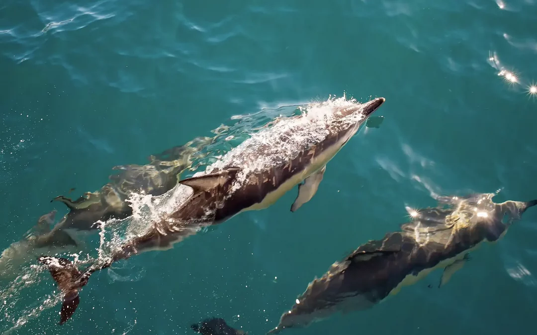 Barco para Ver Delfines Benalmádena: Excursión 2 h por la Costa del Sol