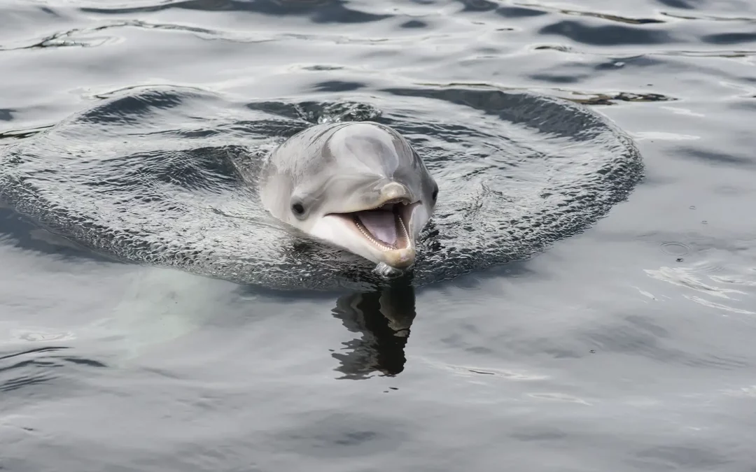 Barco delfines Benalmádena | Paseos en barco y avistamientos en la Costa del Sol