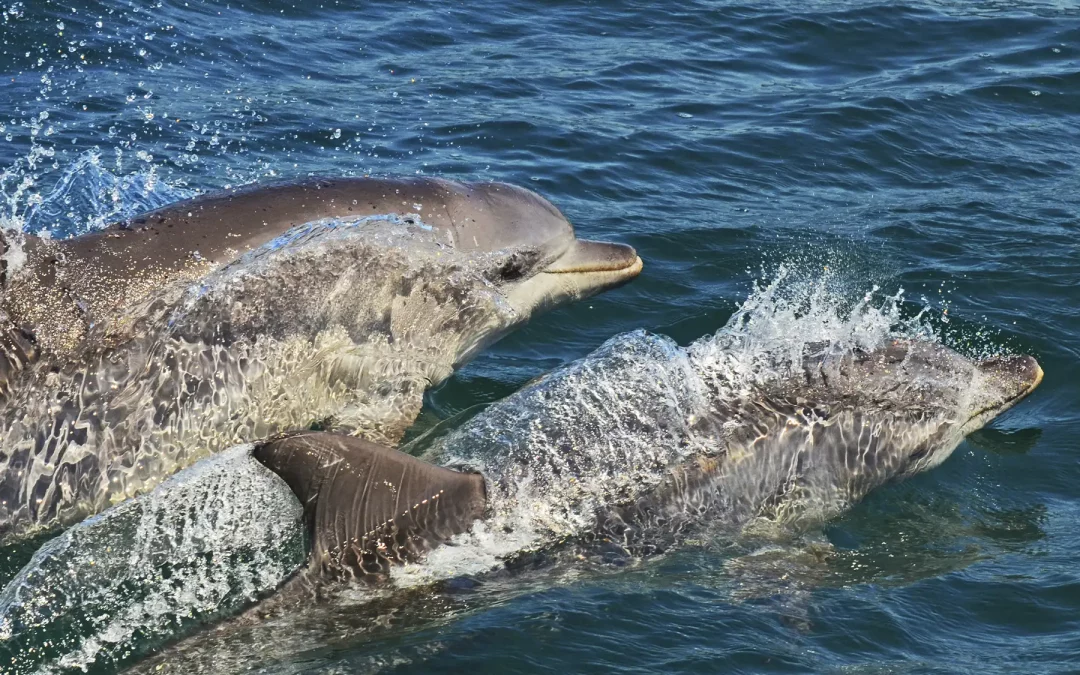 Barco en Benalmádena para ver delfines