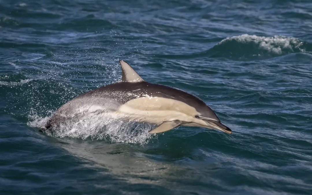 Paseo en barco Benalmádena precios