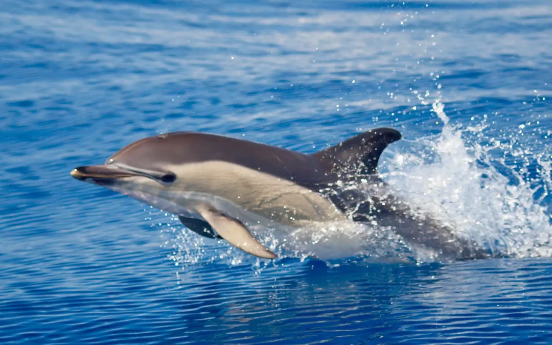Benalmádena delfines: una experiencia única en el mar