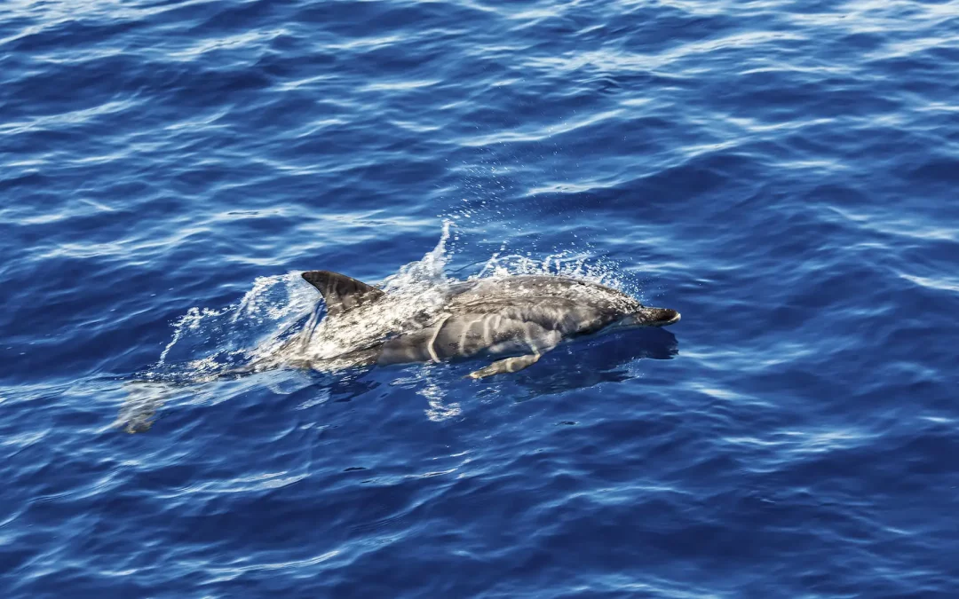 Paseo en Barco Delfines Benalmádena – Avistamientos diarios