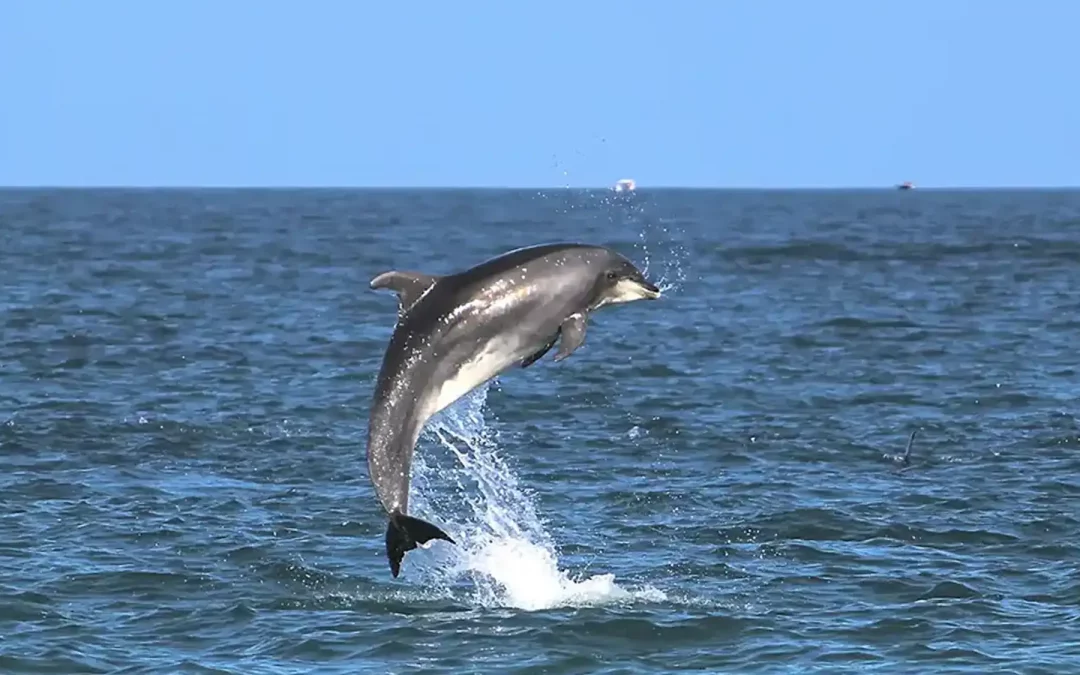 Benalmádena: Tour en Barco para Avistar Delfines